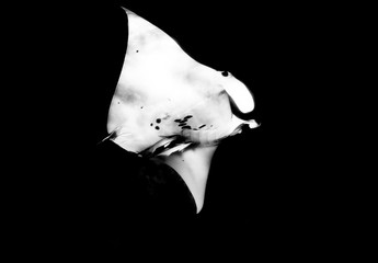 manta ray