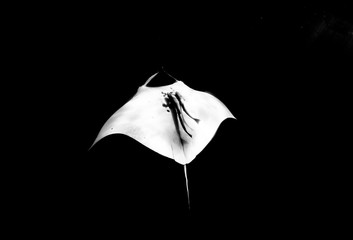manta ray