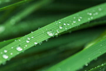 Naklejka premium Fresh grass with dew drops in the morning