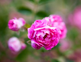 Pink rose flowers