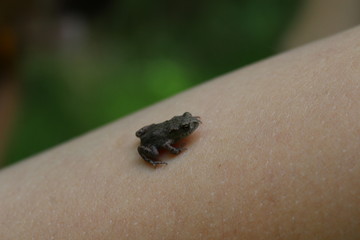 Frog