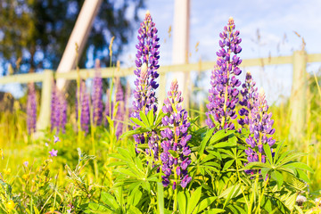 Obraz premium Wild-growing flowers of a lupine in the field in the sunset sun