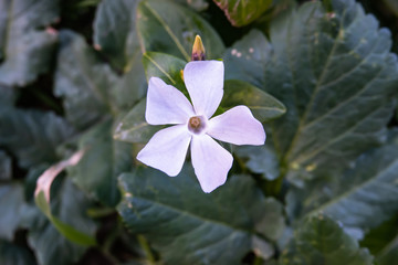 Great Periwinkle Flower in Bloom in Winter