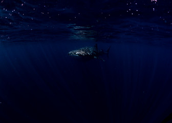 whaleshark in the dark