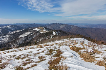 View of the Carpathian natural beech forest in the early spring from the top