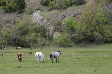 wild horses and cowboys.kayseri turkey