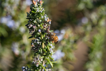 Honeybee on Rosemary Flowers in Winter