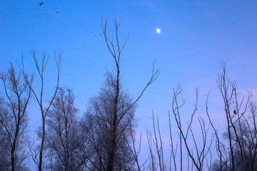 silhouette of a tree