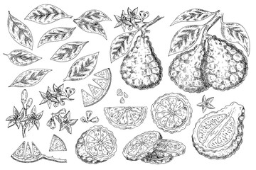 Citrus fruit bergamot  isolated on white background. Hand drawn food illustration. Sketch vintage objects for label, icon, packaging - obrazy, fototapety, plakaty
