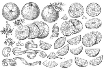 Citrus fruit orange, lime, lemon, mandarin, bergamot  isolated on white background. Hand drawn food illustration. Sketch vintage objects for label, icon, packaging.