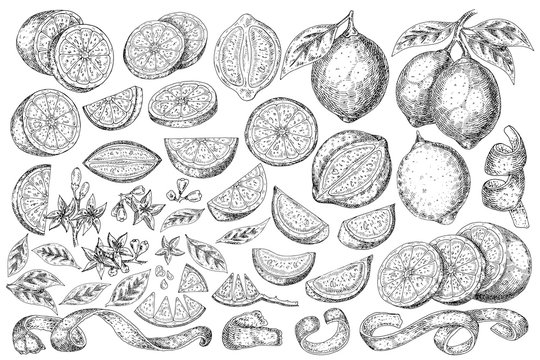 Citrus fruit lemon, orange, lime, mandarin, bergamot  isolated on white background. Hand drawn food illustration. Sketch vintage objects for label, icon, packaging.