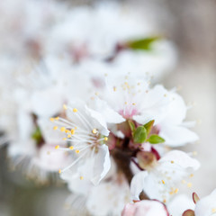 Apricot tree flowers