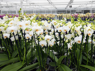 many white orchids in large dutch greenhouse