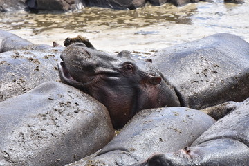 Hippopotamus in Serengeti National Park, Tanzania