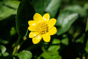 Obraz premium Lesser Celandine Flower in Bloom in Winter