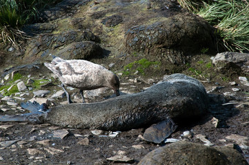 Prion Island South Georgia Islands, skua scavenging on dead fur seal