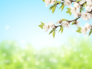 Abstract sunny blur spring background with flowers of cherry