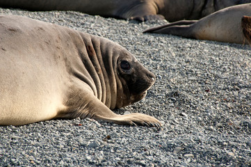 Prion Island South Georgia Islands, southern elephant seal on pebble beach