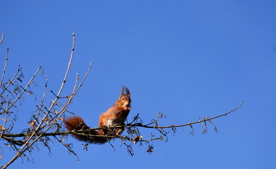Der Ast und das Eichhörnchen