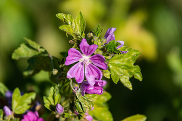 Common Mallow Flower in Bloom in Winter