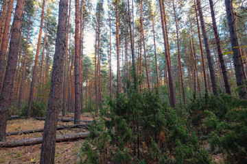 Obraz premium trees in a pine forest