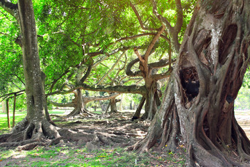 Ficus benjamina in Royal Botanical Garden, Sri Lanka
