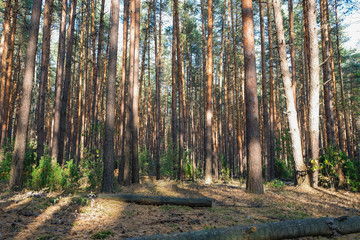 Fototapeta premium trees in a pine forest