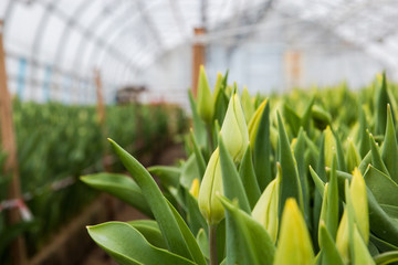Beautiful tulips, spring flowers grown in a greenhouse.Spring flowers and floriculture. Selective focus