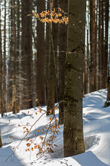 natural beech forest in winter in the Carpathian. natural beech forest in the winter view from the middle
