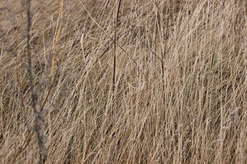 Autumn grass background