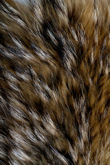 Texture of fur - fox - high resolution. Natural animal fur texture as background.