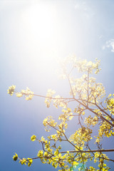 Blooming branches of the maple tree