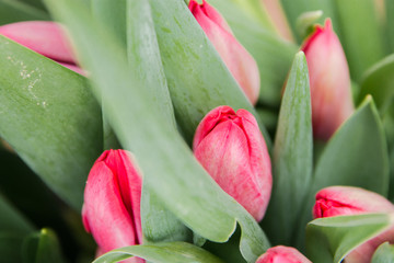 Fototapeta premium Beautiful pink tulips, spring flowers grown in a greenhouse.Spring flowers and floriculture