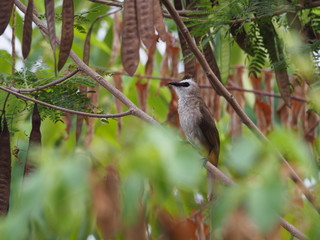 Beautiful bird. Close up on bird