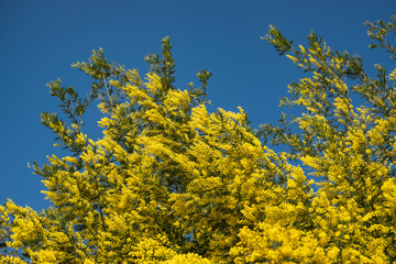 Mimosa Flowers in Bloom in Winter