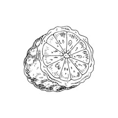Citrus fruit bergamot slices, half, cut isolated on white background. Hand drawn food illustration. Sketch vintage objects for label, icon, packaging.