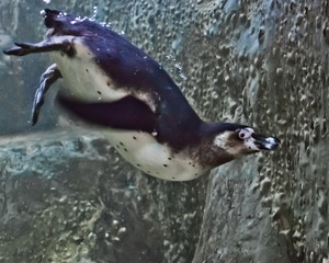 penguin dives into the greenish water against the backdrop of rocks, underwater photo,