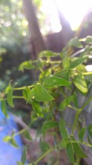green leaves of a tree in spring
