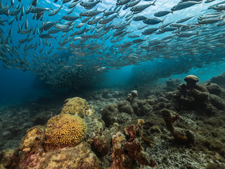 Seascape of coral reef in the Caribbean Sea around Curacao at dive site Playa Grandi with bait ball, various corals and sponges