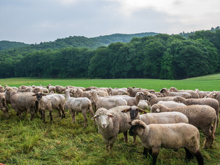 The grazing sheeps on a pasture