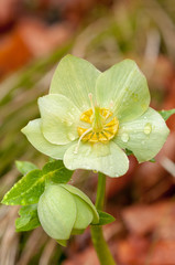 Green Helleborus flower in forest with rain drops