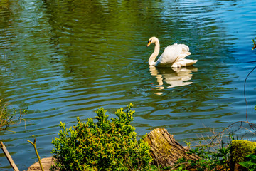Bird, wildlife - A white swan lives in the river Lahn near Marburg, on a sunny spring day, looking for a female.