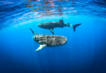 whaleshark