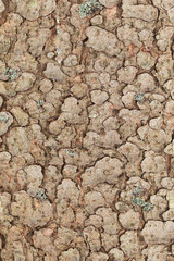 natural textures  spruce bark. close-up of bark. old spruce. Texture spruce.