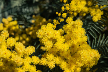 Mimosa Flowers in Bloom in Winter