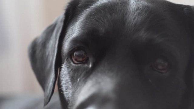 eyes of black dog labrador retriever