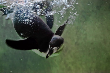 penguin swims in green water (, falls into the water in a cloud with a bubble