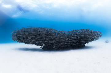 catfish