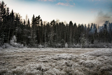 Autumn landscape. Early winter. The beauty of the winter forest. Natural background. Smoke in the forest. Frost on the trees.