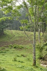 滝子山 草原の尾根道